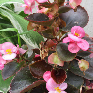 Meet your Posher, Raylee